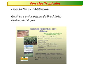 Impacto de la investigación del CIAT en los Llanos. Colombia