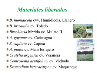 Impacto de la investigación del CIAT en los Llanos. Colombia