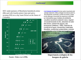 Impacto de la investigación del CIAT en los Llanos. Colombia
