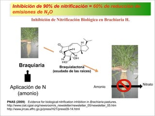 Impacto de la investigación del CIAT en los Llanos. Colombia