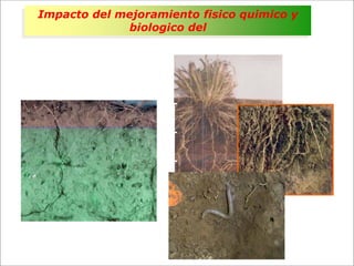 Impacto de la investigación del CIAT en los Llanos. Colombia