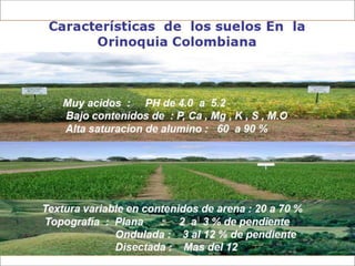 Impacto de la investigación del CIAT en los Llanos. Colombia