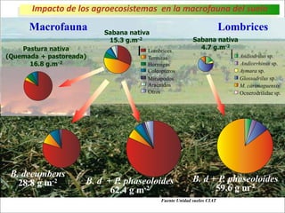 Impacto de la investigación del CIAT en los Llanos. Colombia