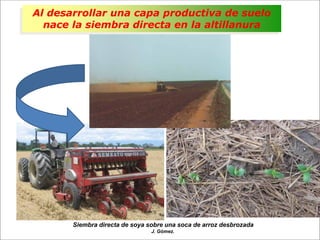 Impacto de la investigación del CIAT en los Llanos. Colombia