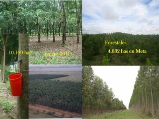 Impacto de la investigación del CIAT en los Llanos. Colombia