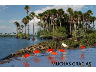 Impacto de la investigación del CIAT en los Llanos. Colombia