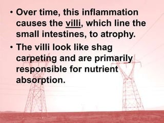 Over time, this inflammation causes the villi, which line the small intestines, to atrophy. The villi look like shag carpetingandare primarily responsible for nutrient absorption.
