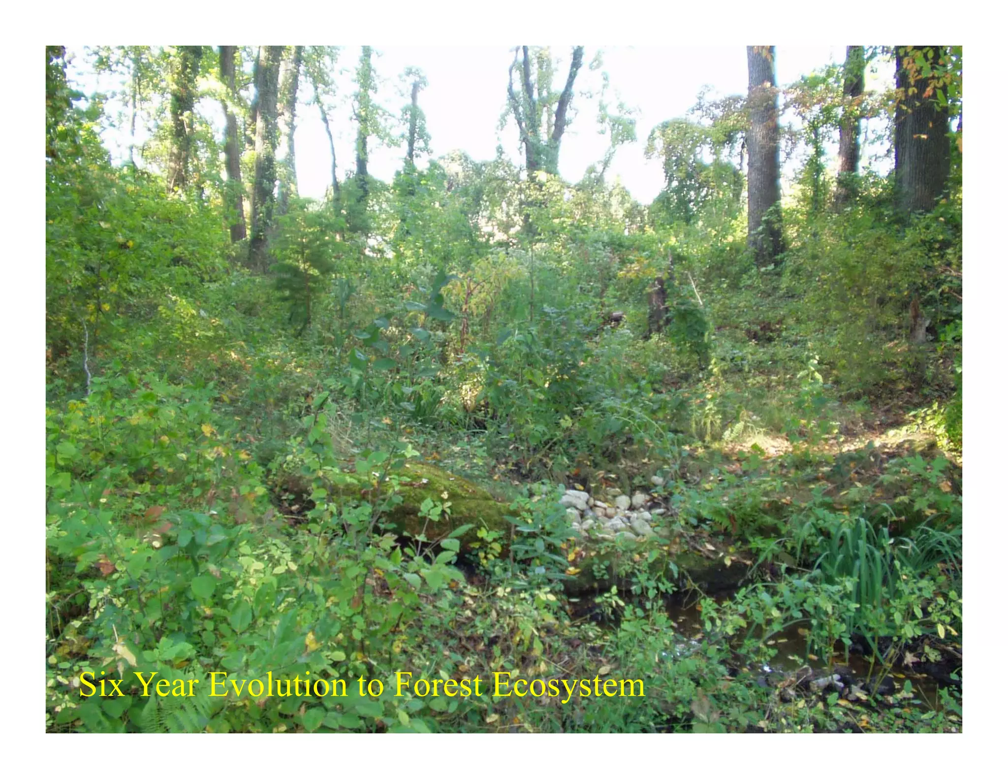 Six Year Evolution to Forest Ecosystem
 