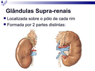 Glândulas Supra-renais
 Localizada sobre o pólo de cada rim
 Formada por 2 partes distintas:
 