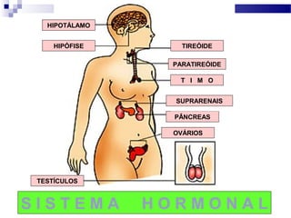 S I S T E M A H O R M O N A L
HIPÓFISE TIREÓIDE
TESTÍCULOS
PARATIREÓIDE
T I M O
PÂNCREAS
OVÁRIOS
HIPOTÁLAMO
SUPRARENAIS
 