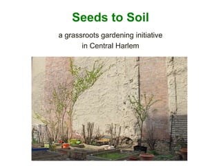 Seeds to Soil a grassroots gardening initiative  in Central Harlem 