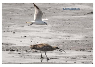 Kleptoparatism
 