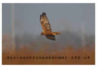 濁水溪口濕地河岸草生地猛禽數量和種類多：灰澤鵟、紅隼
濁水溪口濕地河岸草生地猛禽數量和種類多：灰澤鵟 紅隼
 