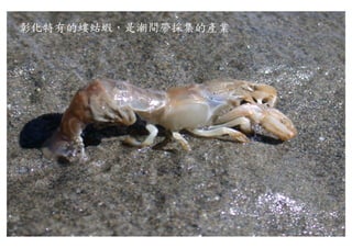 彰化特有的螻蛄蝦，是潮間帶採集的產業
 