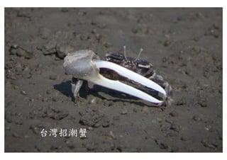 台灣招潮蟹
 