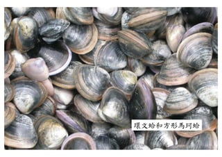 環文蛤和方形馬珂蛤
 