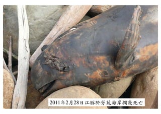 2011年2月28日江豚於芳苑海岸擱淺死亡
 