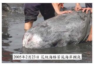 2005年2月23日 花紋海豚芳苑海岸擱淺
    年 月 日
 