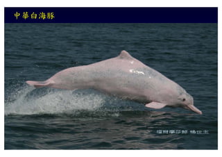 中華白海豚
 