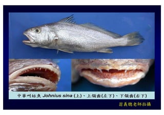 翁義聰老師拍攝
 