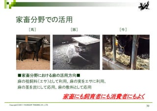 家畜分野での活用
                    ［馬］                       ［豚］       ［牛］




        ■家畜分野における麻の活用方向■
        麻の祖飼料（エサ）として利用、麻の実をエサに利用、
        麻の茎を炭にして応用、麻の敷料として応用

                                             家畜にも飼育者にも消費者にもよく
Copyright(C)2011 YOUNGOR TRADING CO., LTD.
                                                                30
 