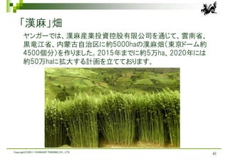 「漢麻」畑
      ヤンガーでは、漢麻産業投資控股有限公司を通じて、雲南省、
      黒竜江省、内蒙古自治区に約5000haの漢麻畑（東京ドーム約
      4500個分）を作りました。2015年までに約5万ha、2020年には
      約50万haに拡大する計画を立てております。




Copyright(C)2011 YOUNGOR TRADING CO., LTD.
                                             41
 