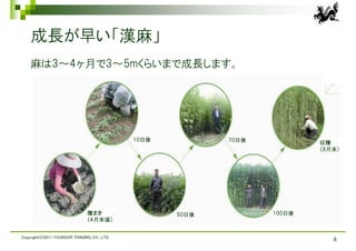 成長が早い「漢麻」
    麻は3～4ヶ月で3～5mくらいまで成長します。




                                             10日後          70日後           収穫
                                                                          （8月末)




                               種まき                  50日後          100日後
                               （4月末頃）


Copyright(C)2011 YOUNGOR TRADING CO., LTD.
                                                                             8
 