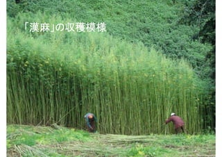 麻の収穫
    「漢麻」の収穫模様




Copyright(C)2011 YOUNGOR TRADING CO., LTD.
                                             9
 