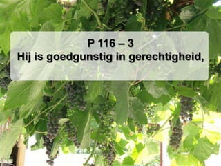 P 116 – 3Hij is goedgunstig in gerechtigheid,