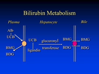 Bilirubin Metabolism
UCB
ligandin
glucuronyl
transferase
BMG
BDG
Alb
UCB
BMG
BDG
Plasma Hepatocyte Bile
BMG
BDG
 