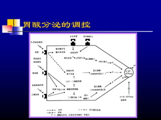胃酸分泌的调控
 