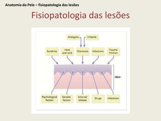 Fisiopatologia das lesõesAnatomia da Pele – fisiopatologia das lesões