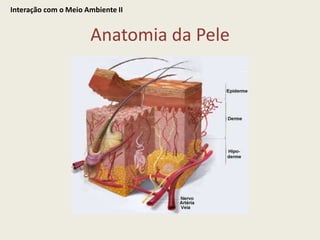 Interação com o Meio Ambiente IIAnatomia da Pele