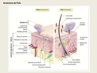 Anatomia da Pele