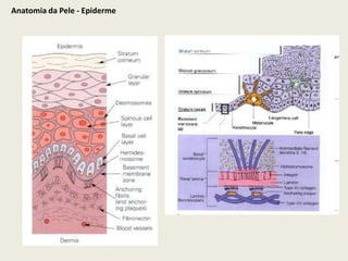 Anatomia da Pele - Epiderme