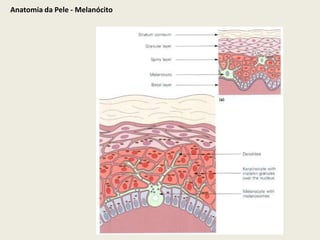 Anatomia da Pele - Melanócito