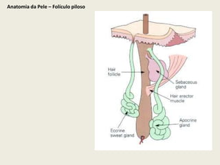 Anatomia da Pele – Folículo piloso