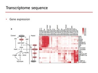 Potato genome sequence paper | PDF