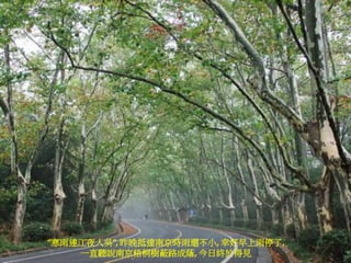 “寒雨連江夜入吳”, 昨晚抵達南京時雨還不小, 幸好早上雨停了,
    一直聽說南京梧桐樹蔽路成蔭, 今日終於得見
 
