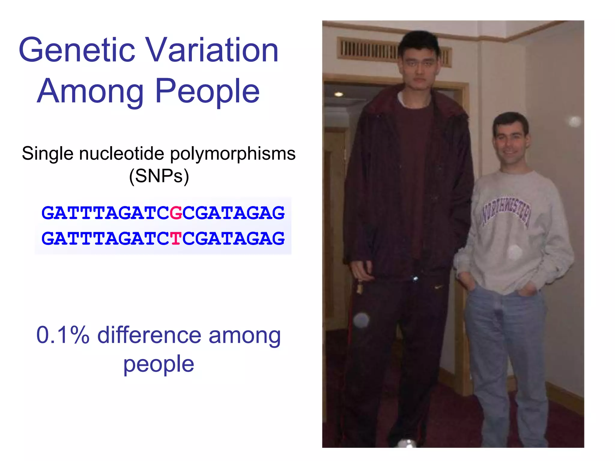 Genetic Variation
 Among People
Single nucleotide polymorphisms
            (SNPs)
  GATTTAGATCGCGATAGAG
  GATTTAGATCTCGATAGAG



 0.1% difference among
         people
 