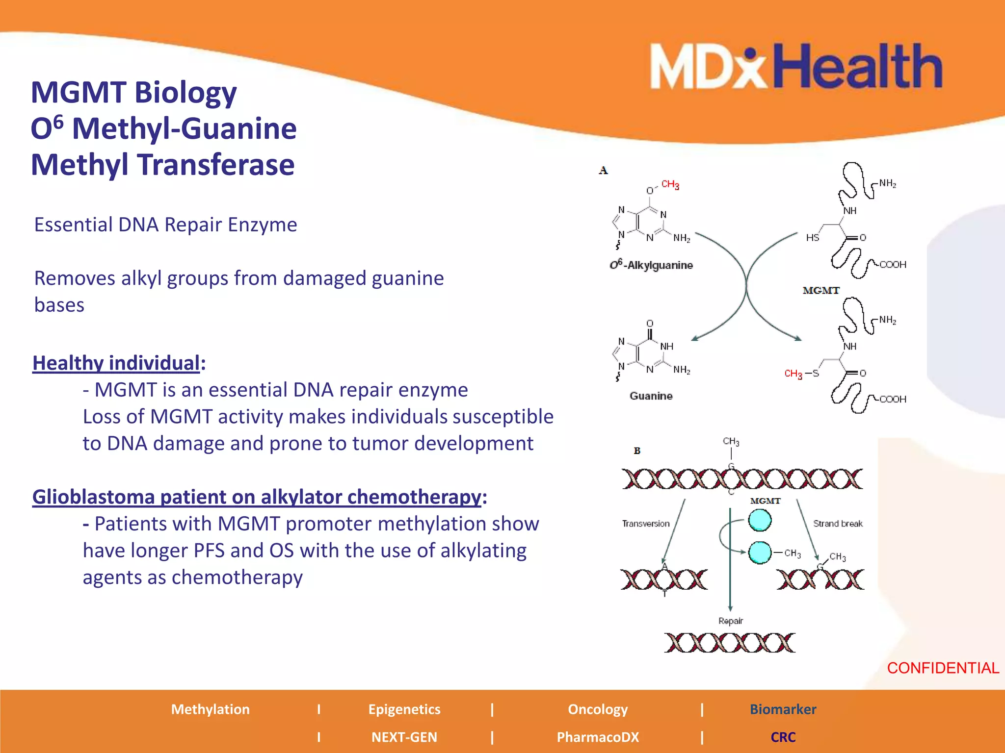 MGMT Biology
O6 Methyl-Guanine
Methyl Transferase
Essential DNA Repair Enzyme

Removes alkyl groups from damaged guanine
bases

Healthy individual:
     - MGMT is an essential DNA repair enzyme
     Loss of MGMT activity makes individuals susceptible
     to DNA damage and prone to tumor development

Glioblastoma patient on alkylator chemotherapy:
     - Patients with MGMT promoter methylation show
     have longer PFS and OS with the use of alkylating
     agents as chemotherapy



                                                                                        CONFIDENTIAL

              Methylation     I     Epigenetics   |         Oncology    |   Biomarker
                              I     NEXT-GEN      |        PharmacoDX   |     CRC
 