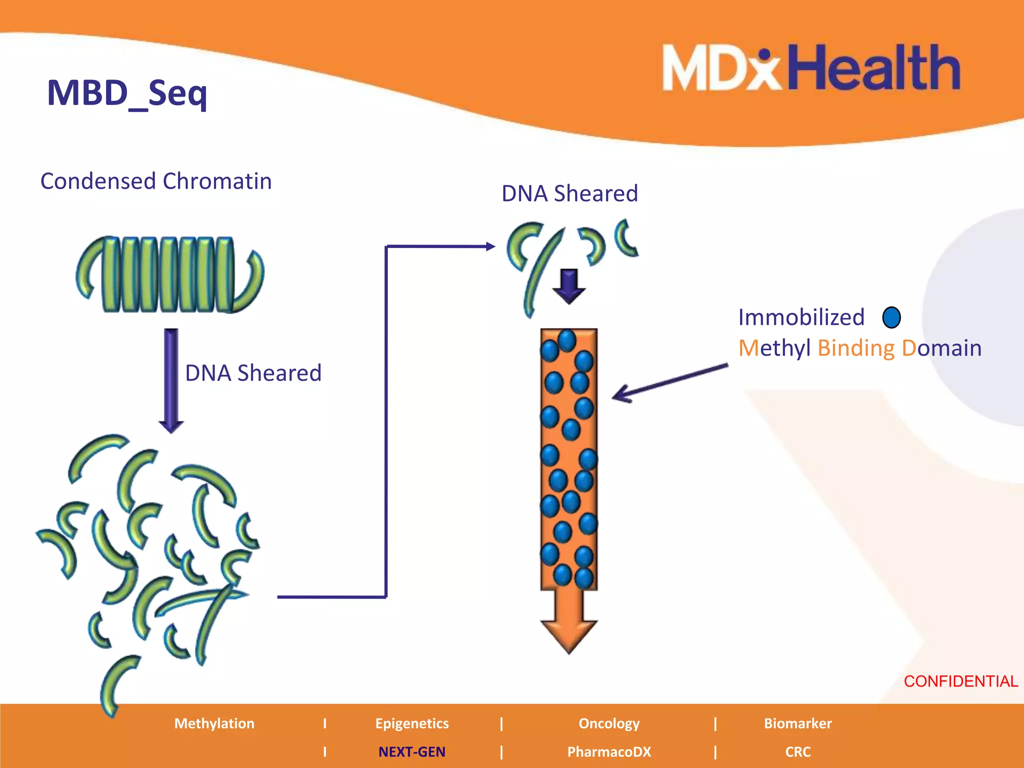 MBD_Seq

Condensed Chromatin                        DNA Sheared



                                                                 Immobilized
                                                                 Methyl Binding Domain
           DNA Sheared




                                                                               CONFIDENTIAL

          Methylation    I   Epigenetics   |     Oncology    |     Biomarker
                         I   NEXT-GEN      |    PharmacoDX   |       CRC
 
