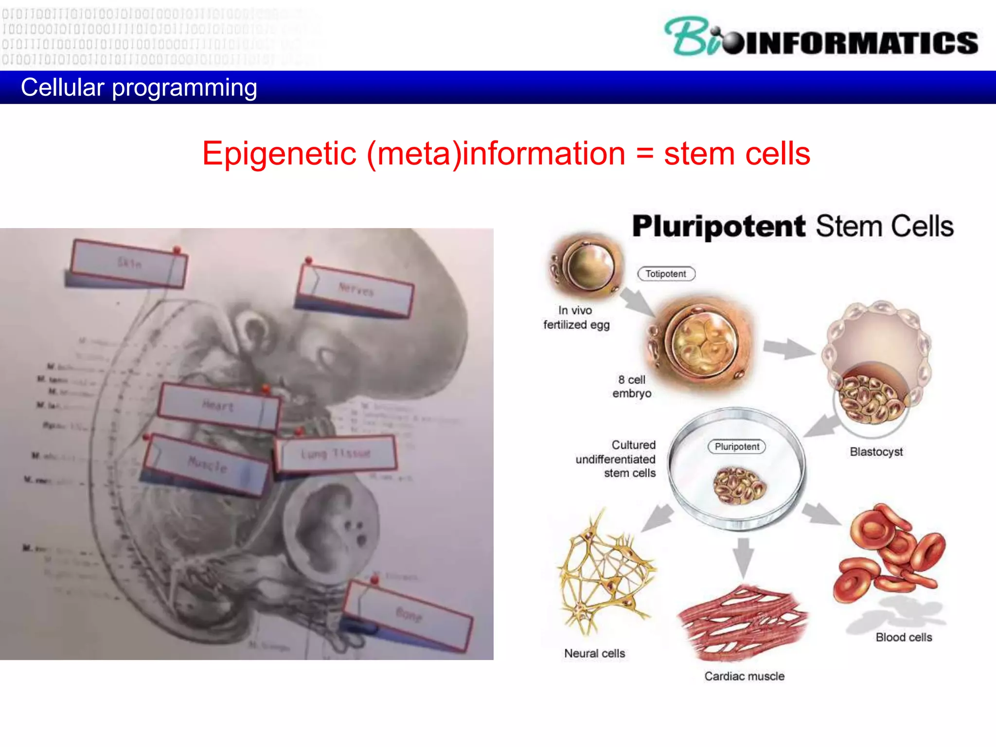 Cellular programming

               Epigenetic (meta)information = stem cells
 
