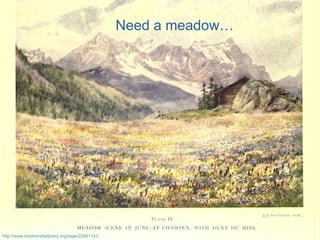 http://www.biodiversitylibrary.org/page/22681143   Need a meadow… 
