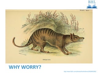 WHY WORRY? http://www.flickr.com/photos/biodivlibrary/6008902662   