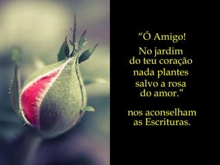 “ Ó Amigo! No jardim  do teu coração  nada plantes  salvo a rosa  do amor.” nos aconselham as Escrituras. 