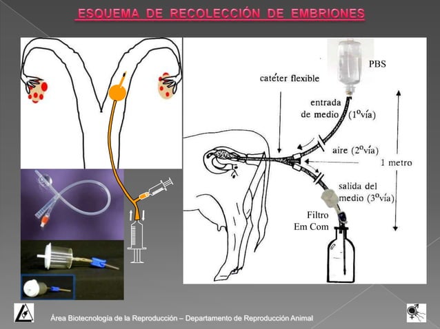 Transferencia de Embriones en bovinos | PPSX