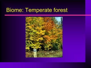 Biome: Temperate forest
 