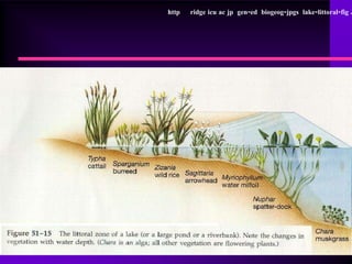 http   ridge icu ac jp gen-ed biogeog-jpgs lake-littoral-fig J
 