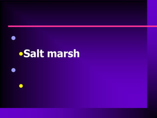 •
    •Salt marsh
•
    •
 